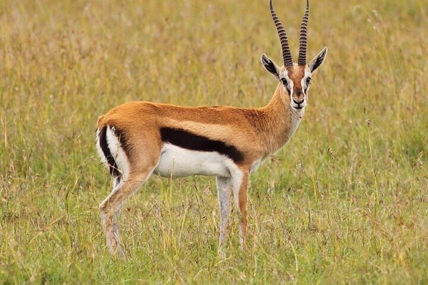 Half Day Private Safari Hluhluwe Imfolozi Reserve fr Richards Bay