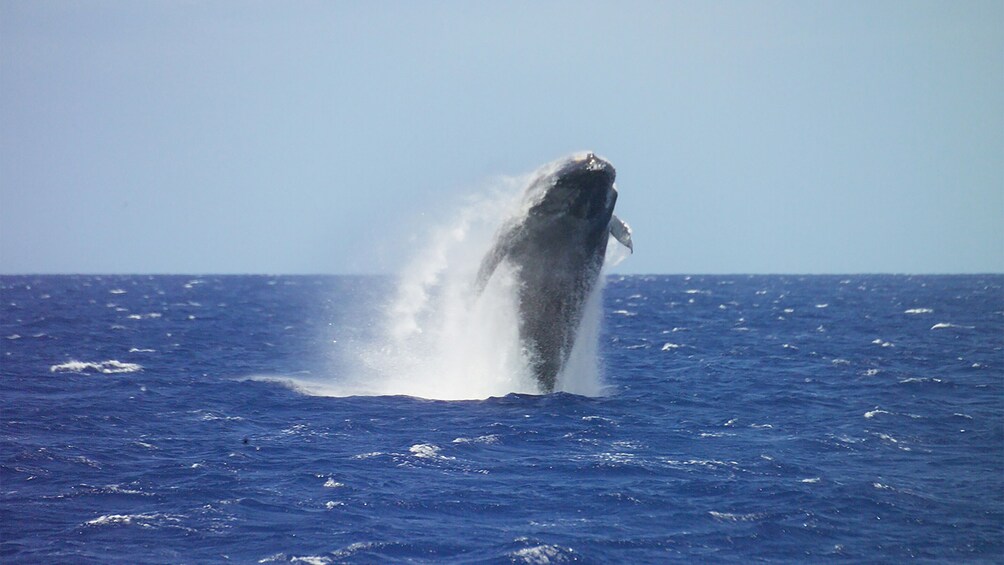 Humpback whale breaching  