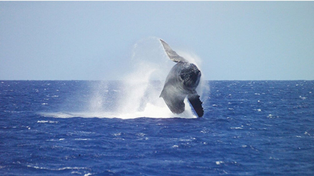 Whale breaching out of the water off Honolulu