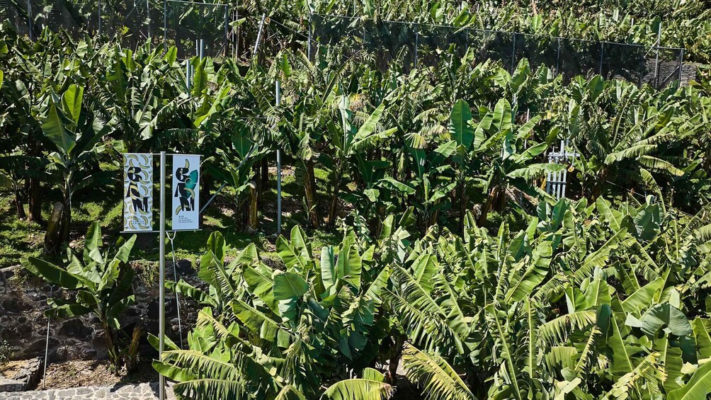 Picture 7 for Activity Ponta Do Sol : Madeira Banana Museum guided tour