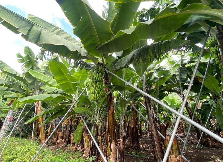 Picture 12 for Activity Ponta Do Sol : Madeira Banana Museum guided tour