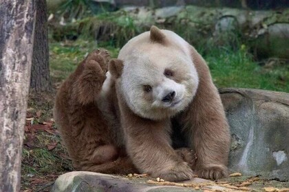 Exclusivo tour privado de un día por Xi'an (Panda Qizai)