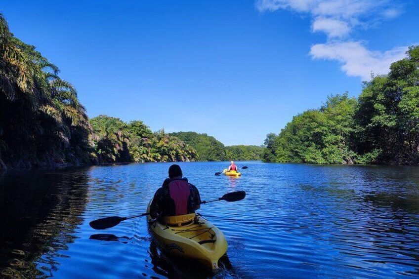 3 Hour Kayaking Tour in Gandoca Lagoon