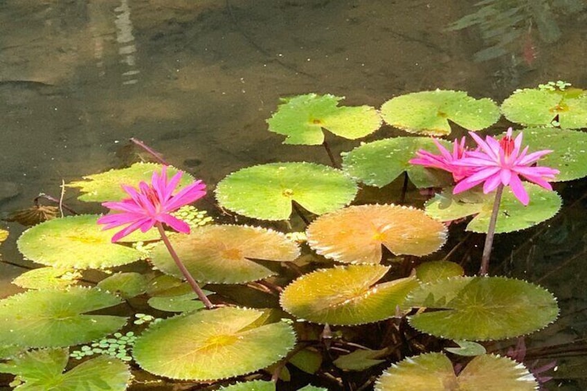 Vaipahi garden 