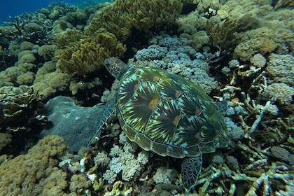 Private Manta Snorkelling Trips from Nusa Lembongan