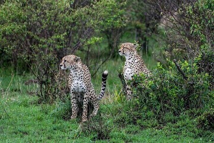 5 Days Maasai Mara Lake Nakuru & Hell's Gate Park Budget Safari