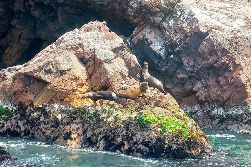 Ballestas Islands Excursion from Paracas