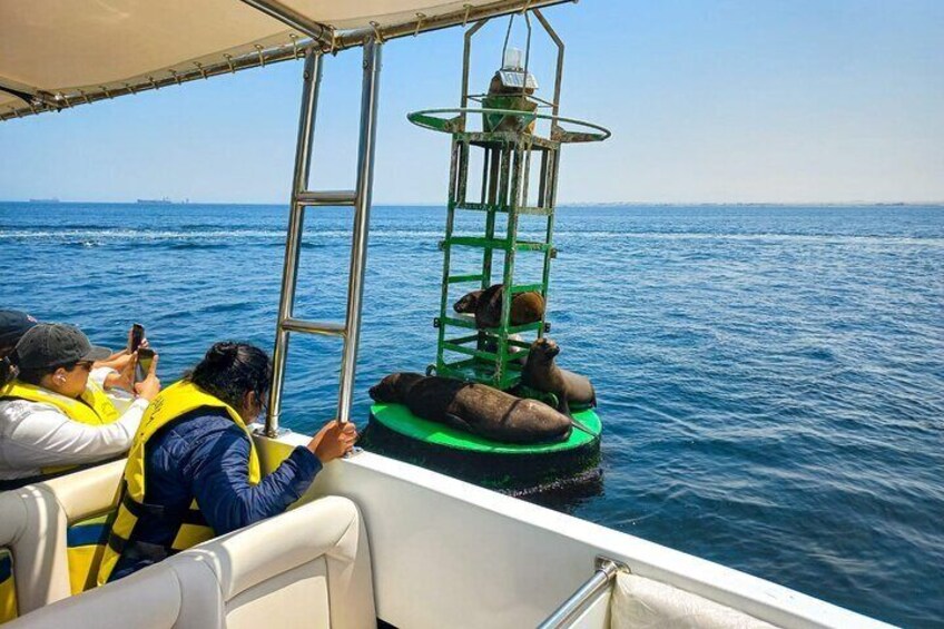 Ballestas Islands Excursion from Paracas