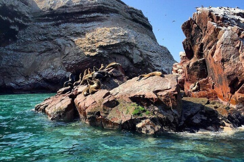 Ballestas Islands Excursion from Paracas