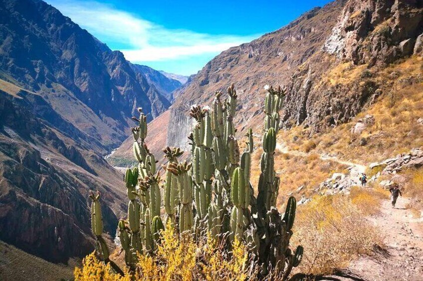 Colca Canyon Full Day Canon del Colca Tour From Arequipa