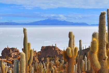 Puno : Salar de Uyuni from Puno | 5 Days/4 Nights