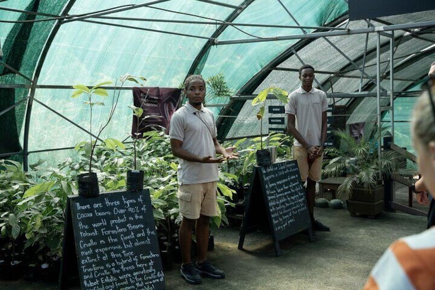 Project Chocolat Tree to Bar Tour at Hotel Chocolat Saint Lucia