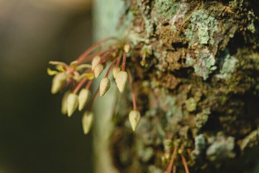 Project Chocolat the Tree to Bar experience from Hotel Chocolat