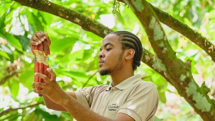 Project Chocolat Tree to Bar Tour at Hotel Chocolat Saint Lucia