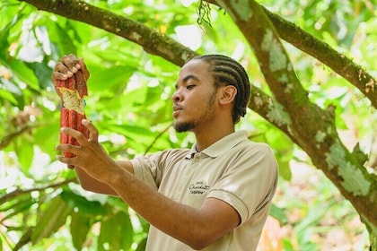 Projekt Chocolat Tree to Bar Tour im Hotel Chocolat Saint Lucia