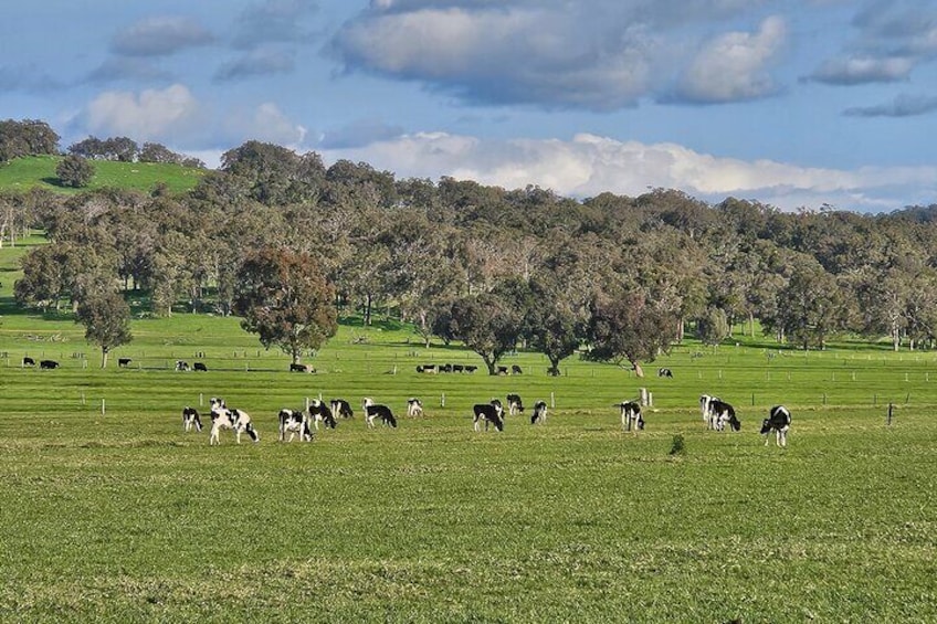 Dairy Cows