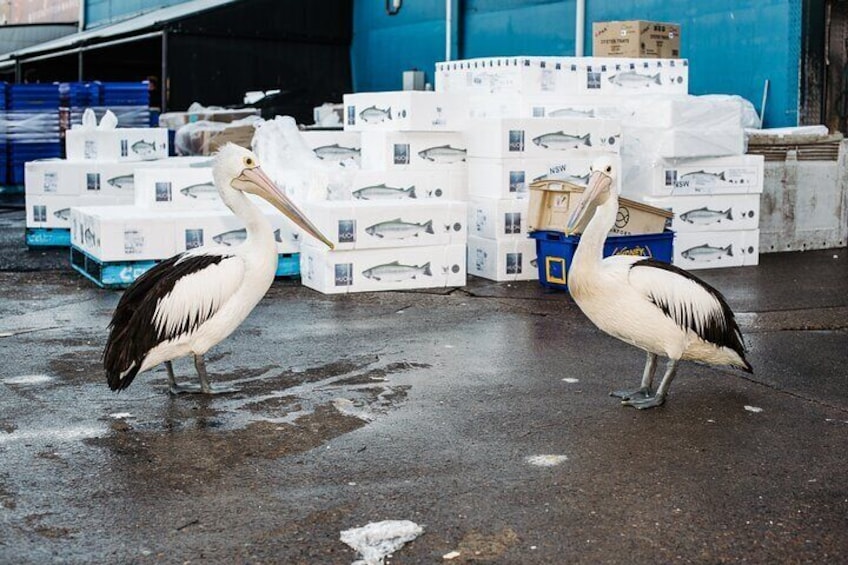 Morning Walking Tour in Sydney Fish Market