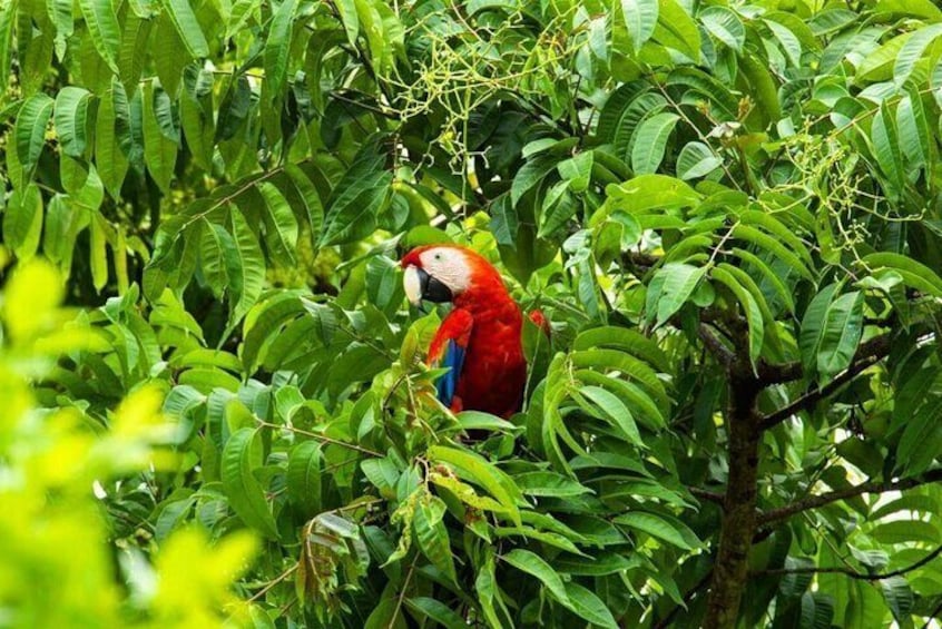 Pura Vida Rappel Zipline Safari with Lunch