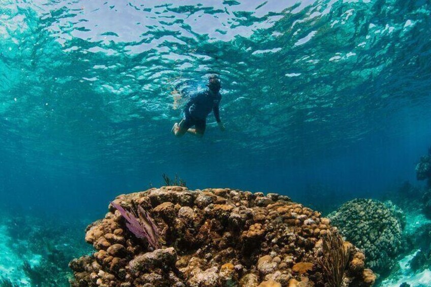 Snorkeling at Rum Point reef