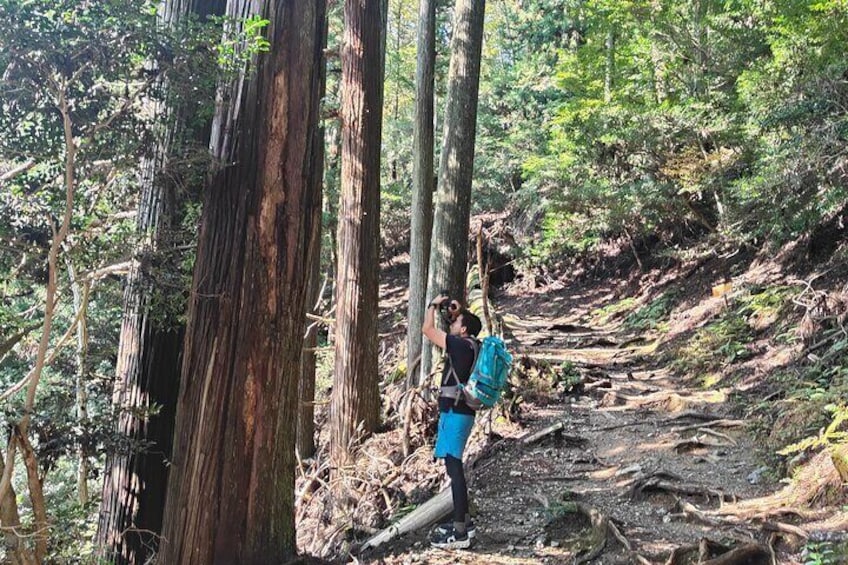 Hiking Kyoto's Highest Mountain: Unravel the Mystery of Mt. Atago
