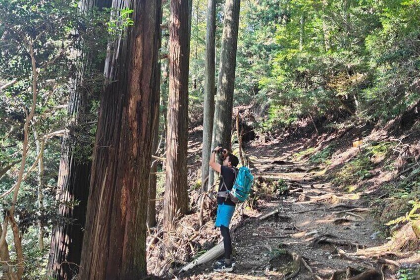 Hiking Kyoto's Highest Mountain: Unravel the Mystery of Mt. Atago