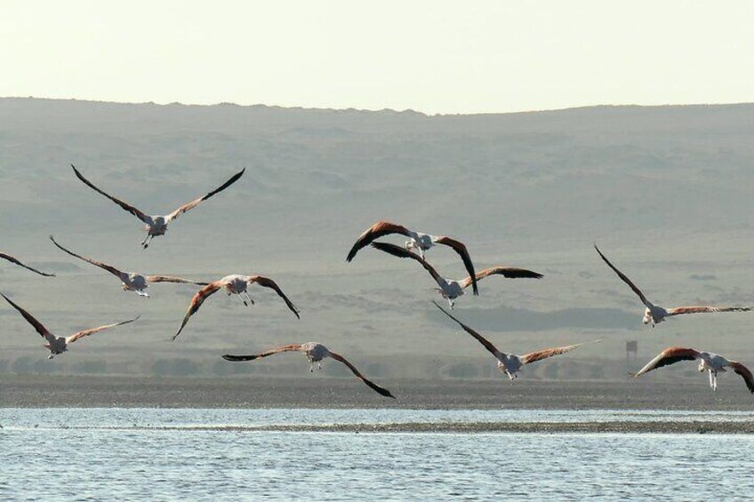 Trekking in the Paracas National Reserve with Pink Lagoon