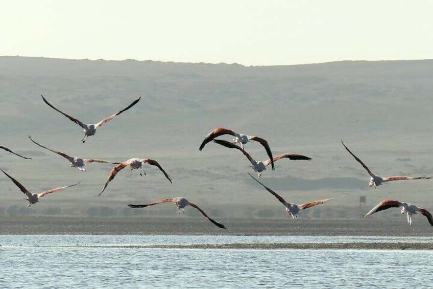 Trekking in the Paracas National Reserve with Pink Lagoon