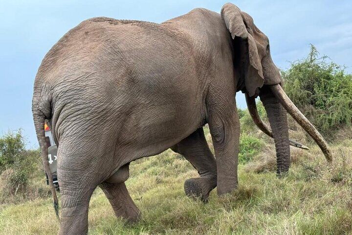 3 Days Masai Mara Group Budget safari in 4x4 Jeep Daily Tour