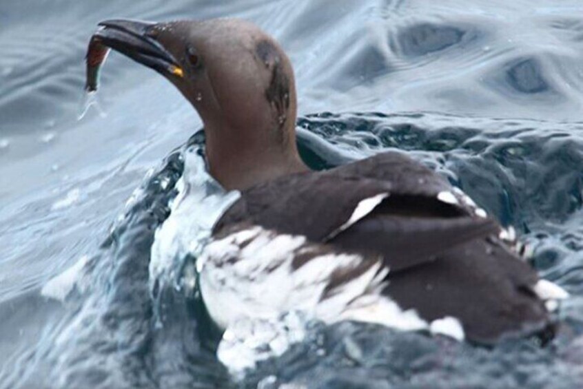 Honningsvåg Shore Bird Safari Adventure