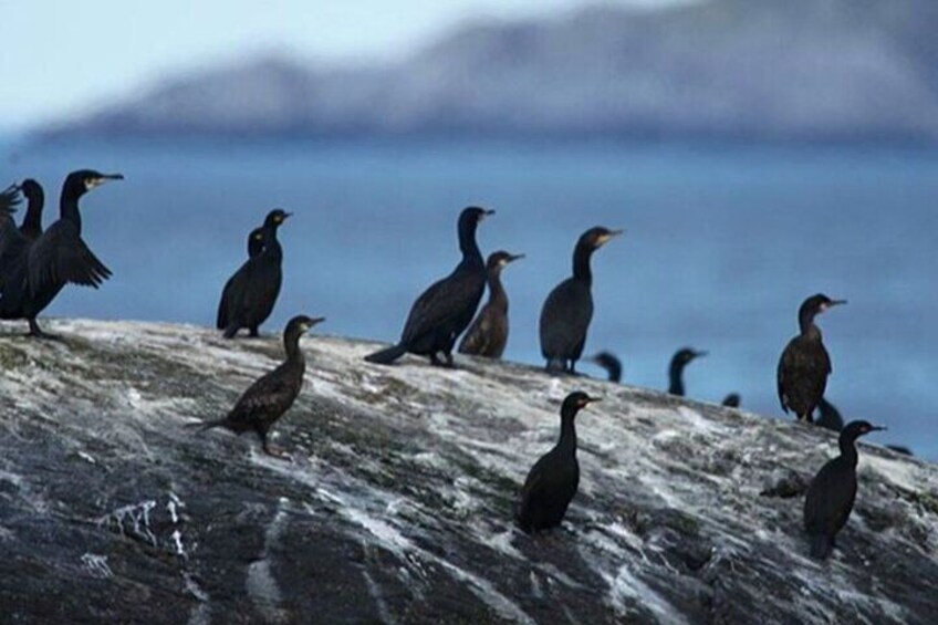 Honningsvåg Shore Bird Safari Adventure