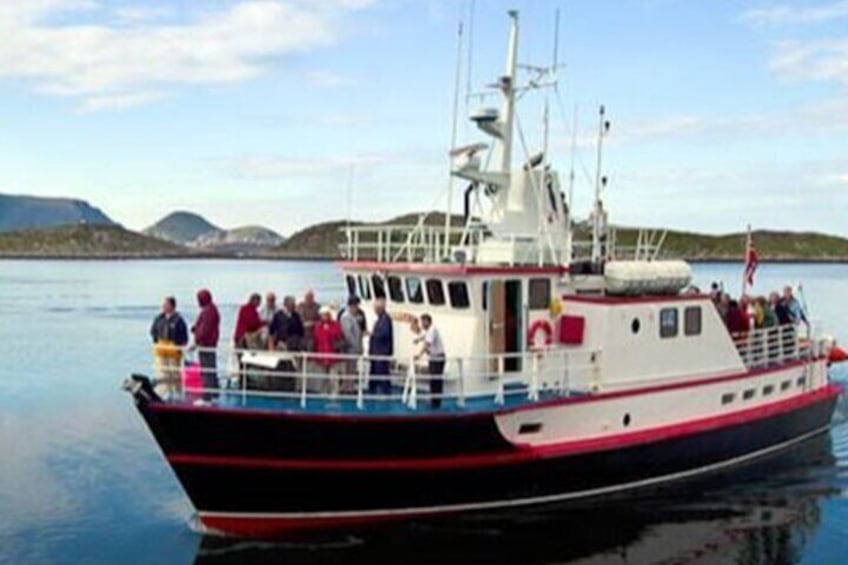 Honningsvåg Shore Bird Safari Adventure