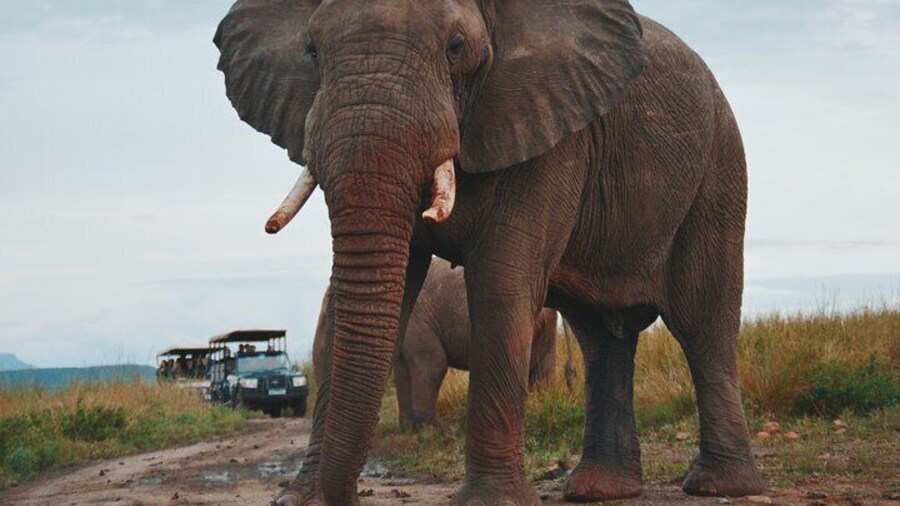 Full Day Hluhluwe-Umfolozi Park Safari Tour