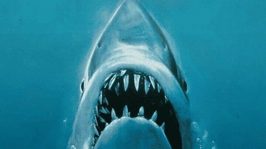 All New Shared Jaws tour Budget Friendly