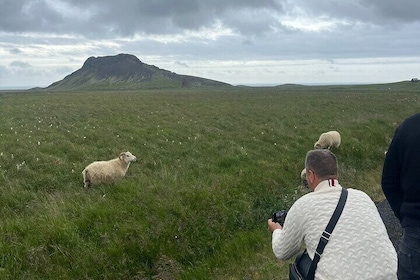 Reykjanes Peninsula Private Tour