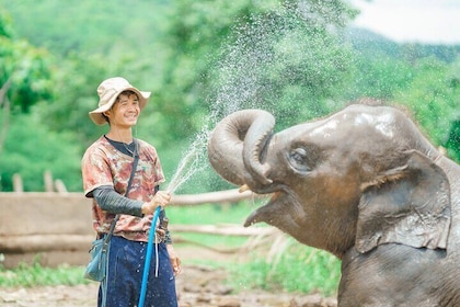 Full Day Elephant Sanctuary Mahout Experience