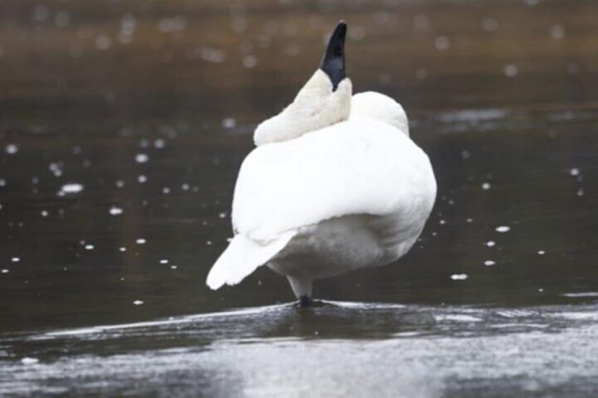 Yellowstone Winter Wildlife with Snowshoeing VIP Experience