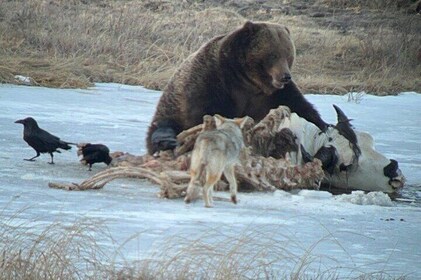 Yellowstone Winter Wildlife with Snowshoeing VIP Experience