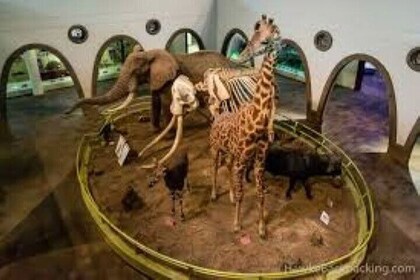 Half Day To Nairobi National Museum and Snake Park