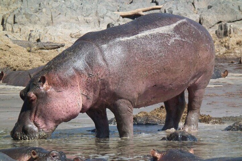 2 Days Hluhluwe Imfolozi and Isimangaliso W Park Tour from Durban