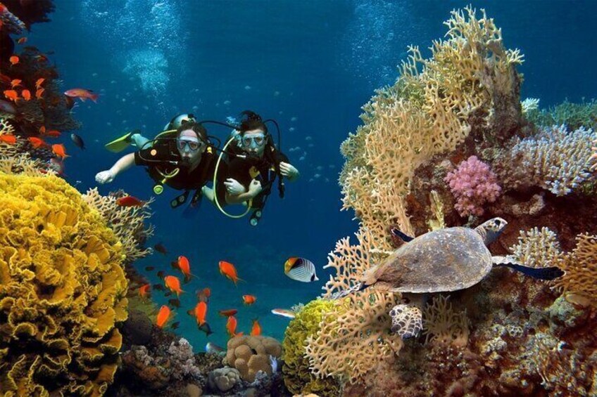 Hamata & Qulaan Islands: Snorkel & dive Trip & Lunch - Marsa Alam