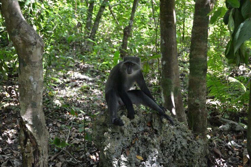 Full Day Zanzibar Combination Tour with Dolphin Watching