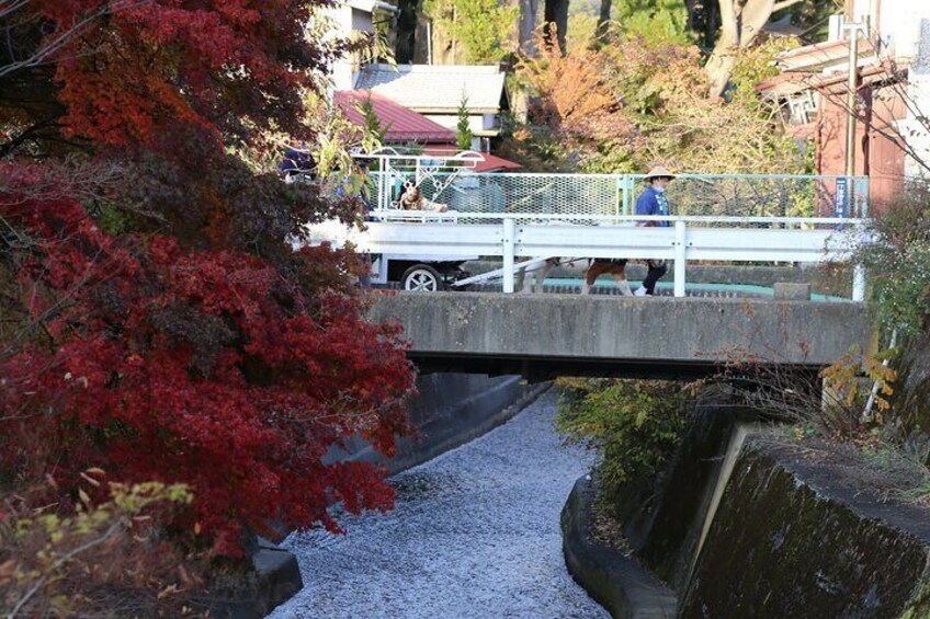 Fuji Autumn Leaves Horseback Journey