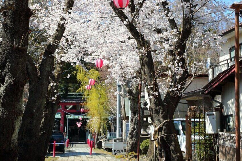 Horse Carriage Ride with Mt. Fuji and Sakura Views 