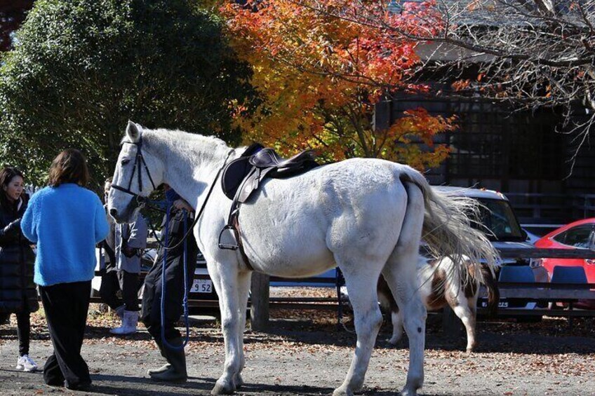 Fuji Autumn Leaves Horseback Journey