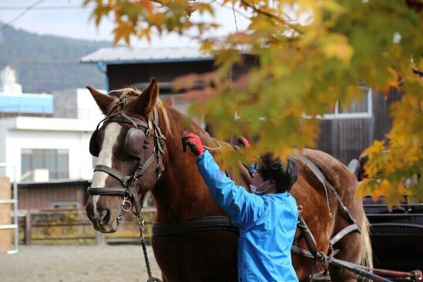 Fuji Autumn Leaves Horseback Journey