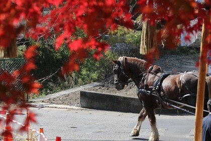 Fuji Autumn Leaves Horseback Journey