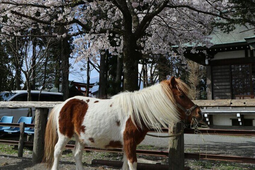 Sakura Yabusame Adventure with Mt. Fuji Views and Private Guide