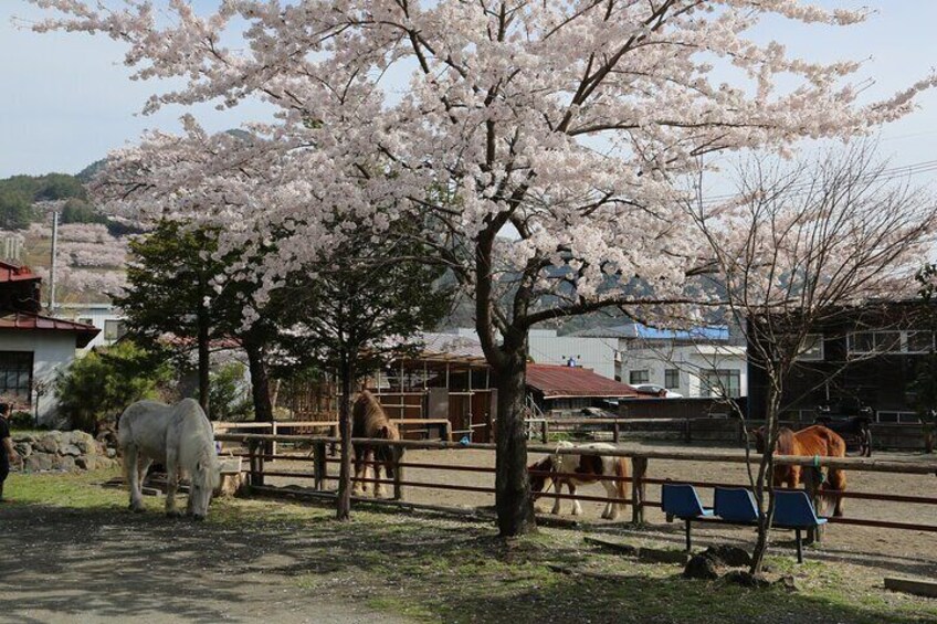 Sakura Yabusame Adventure with Mt. Fuji Views and Private Guide