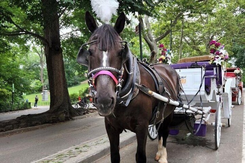 Central Park Horse Carriage Ride