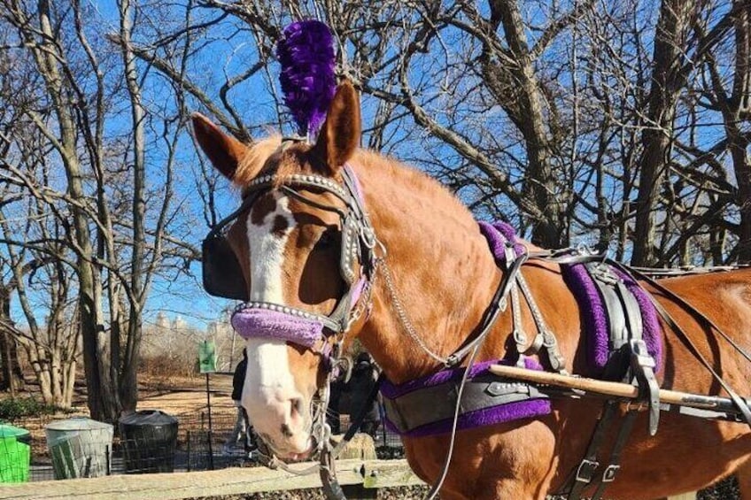 Central Park Horse Carriage Ride